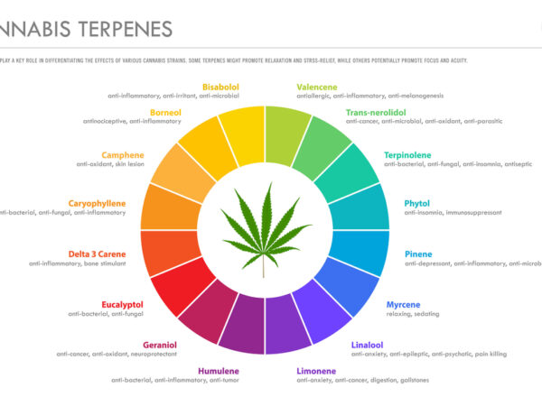 How Does Color Psychology Influence Cannabis Branding Strategies?
